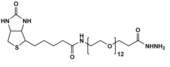 生物素十二聚乙二醇酰肼、(+)-Biotin-PEG12-Hydrazide