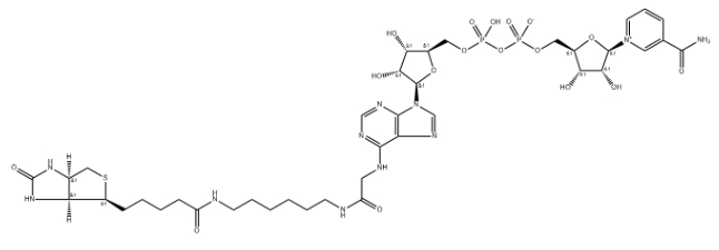 cas:146385-37-7、生物素-NAD+、Biotin-NAD+
