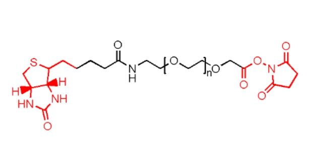 生物素聚乙二醇活性酯、Biotin-PEG2000-NHS